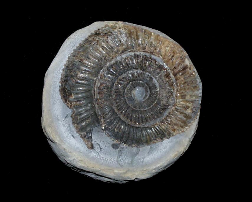 Photograph  of Ammonite (Dactylioceras commune), North Yorkshire, England