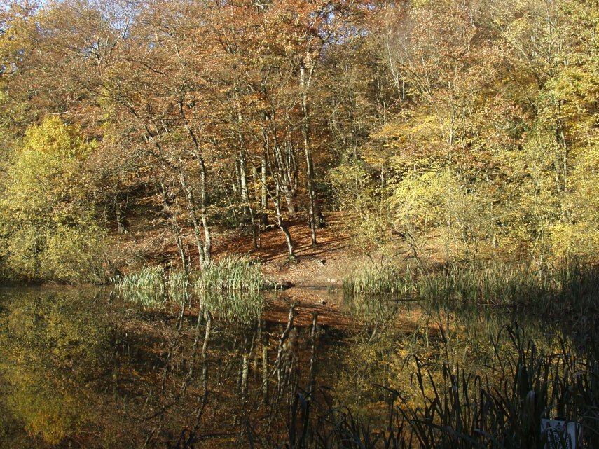 The view of Baldwins Pond, Epping Forest, Loughton, Essex, England