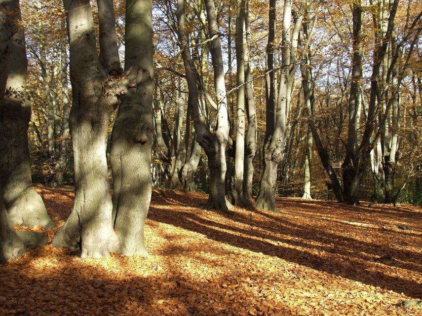 A view through beech trees in autumn, Epping Forest, Loughton, Essex, England