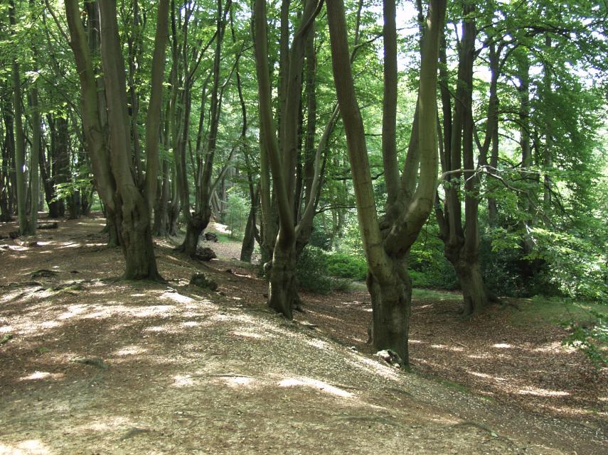 Download this Loughton Cand Iron Age Hill Fort Epping Forest Essex picture