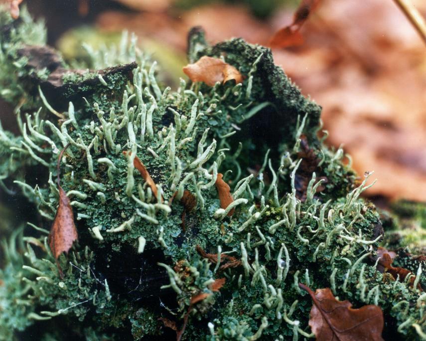 A Lichen (Cladonia sp.), High Beach, Epping Forest, Essex, England, Great Britain