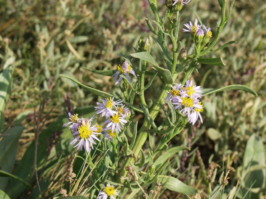 Aster tripolium (Sea Aster on the Essex Marshes)