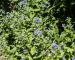 Photograph of Pentaglottis sempervirens