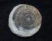 Photograph  of Ammonite (Dactylioceras commune), North Yorkshire, England