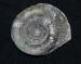 Photograph of Ammonite (Dactylioceras tenuicostatum), North Yorkshire, England