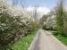 Photograph of Prunus spinosa
