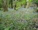 Woodland scene with Bluebells (Hyacinthoides non-scriptus), Porlock, Somerset, England