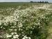 Photo - Leucanthemum vulgari
