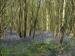 Woodland scene with Bluebells (Hyacinthoides non-scriptus), Coggeshall, Essex, England