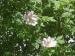 Photograph of Rosa canina