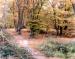 Library stock images, pictures, photographs, photos of woodland in Great Britain