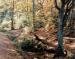 View of Epping Forest in autumn, Essex, England
