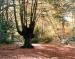 Scene in Epping Forest showing a pollarded Beech in autumn, Essex, England