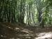 Ambresbury Banks ( An Iron Age hill fort), Epping Forest, Essex, England