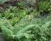 Photograph of Asplenium scolopendrium
