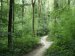 View of a footpath in Friston Forest, Sussex, England
