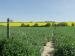 View of a footpath through a field near Kersey, Suffolk, England