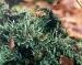 Lichen - Cladonia sp.
