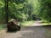 View of Savernake Forest, Wiltshire, England