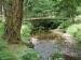 View of a stream in the New Forest, Hampshire, England
