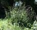 Photos - Carex pendula