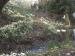 Photos - Snowdrops