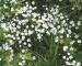 Photograph of Stellaria holostea