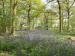 Woodland scene with Bluebells (Hyacinthoides non-scriptus), Tiptree, Essex, England