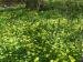 Photograph of Ranunculus ficaria