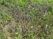 Photograph of Ajuga reptans