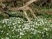 Photo of Wood Anemone