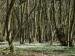 Photo of Wood Anemone