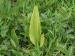 Photograph of Adder's Tongue fern