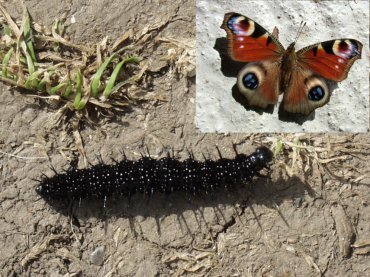 Peacock or Red Admiral caterpillar, Alfriston, Sussex, England