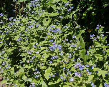 Green Alkanet (Pentaglottis sempervirens) on the side of the Worthy toll road from Porlock, Somerset, England