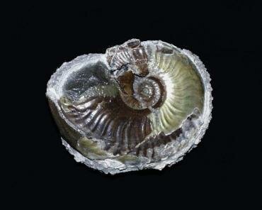 Photograph of an ammonite (Eliganticeras elegans) from the Upper Lias shales, Port Mulgrave, North Yorkshire, England