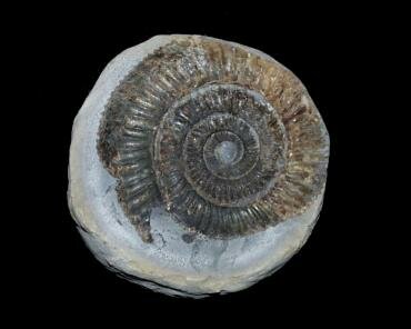 Photograph of an ammonite (Dactylioceras commune) from the Upper Lias shales at Port Mulgrave, North Yorkshire, England