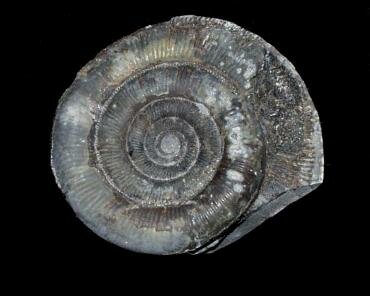 Photograph of an ammonite (Dactylioceras tenuicostatum) from the Upper Lias shales at Kettleness, North Yorkshire, England