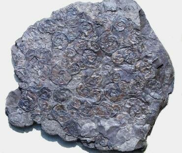 Photograph of an ammonite (Dactylioceras commune) from the Upper Lias shales at Port Mulgrave, North Yorkshire, England
