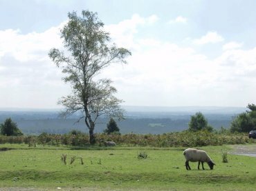View south from Ashdown Forest, Sussex, England