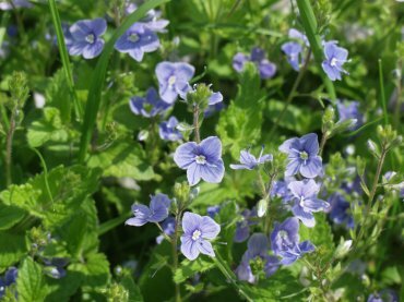 Germander Speedwell (Veronica chamaedrys), Barnack, Stamford, England