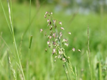 View of Quaking Grass (Briza media), Barnack near Stamford, England