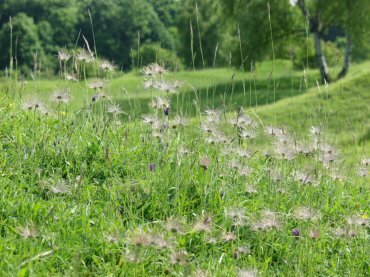 View of seed heads of Pasque Flower (Pulsatilla vulgaris), Barnack near Stamford, England
