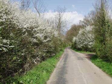 Blackthorn (Prunus spinosa) in blossom near Tiptree, Essex, England