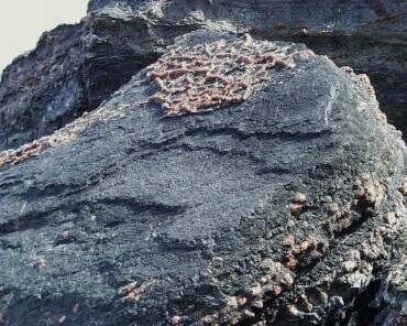 Photograph of Gypsum (Calcium Sulphate) in rocks at Blue Anchor, Somerset, England