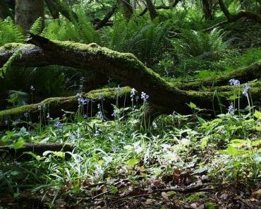 Scene showing Bluebells (Hyacinthoides non-scriptus) with ferns, Porlock, Somerset, England