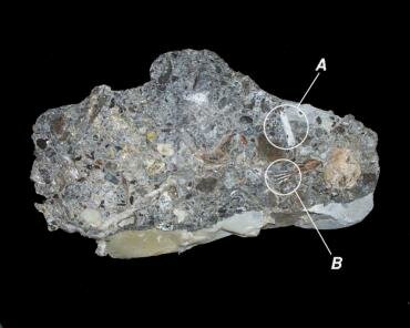 Photograph of Rheatic Bone Bed from Blue Anchor, Somerset, England