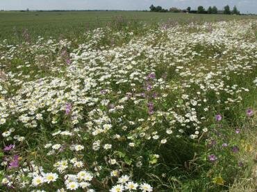 Photograph of Oxeye Daisy (Leucanthemum vulgari) and Common Mallow (Malva sylvestris) at Bradwell-on-Sea, Essex