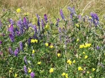 Scene showing wild flowers, St. Peter's Chapel, Bradwell-on-Sea, Essex