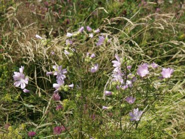 Photograph of wild flowers, St. Peter's Chapel, Bradwell-on-Sea, Essex